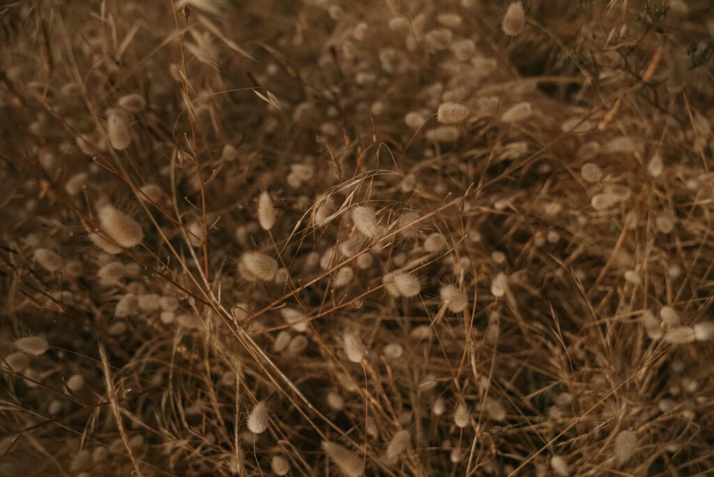 séance couple Biscarrosse plage fleur de plage